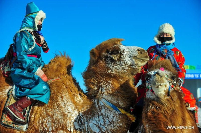 Kamelmesse in der Inneren Mongolei