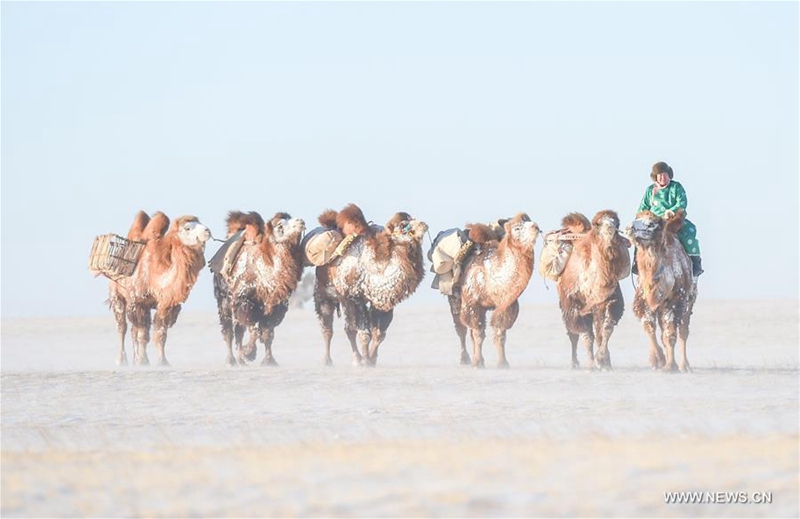 Kamelmesse in der Inneren Mongolei