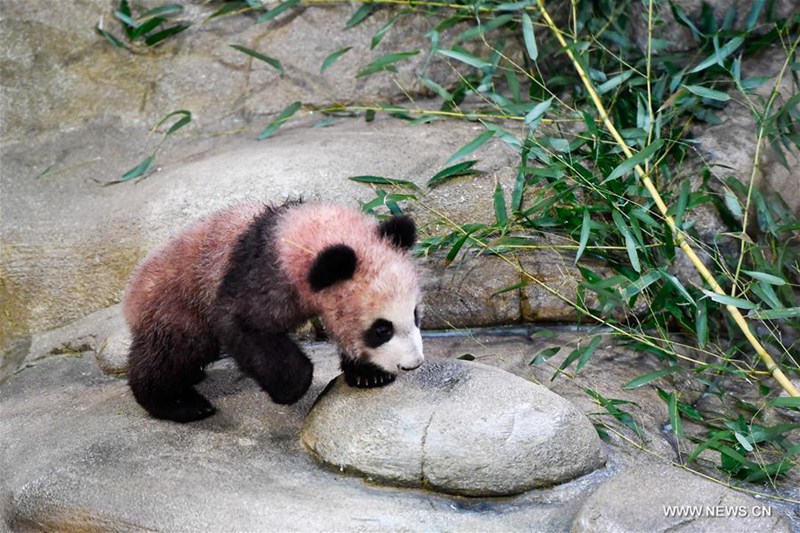 Erstes Panda-Baby ?Yuan Meng“  in Frankreich geboren