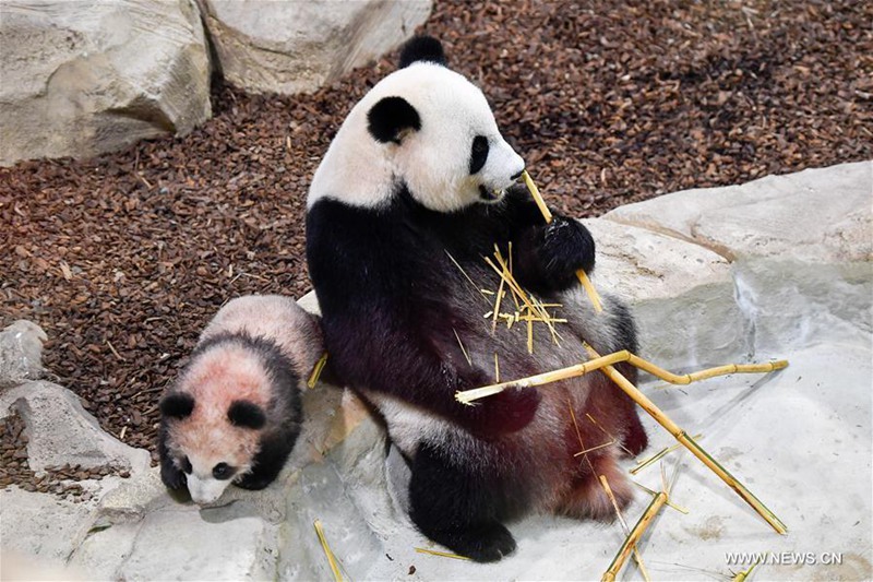 Erstes Panda-Baby ?Yuan Meng“  in Frankreich geboren