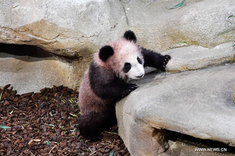 Erstes Panda-Baby ?Yuan Meng“  in Frankreich geboren
