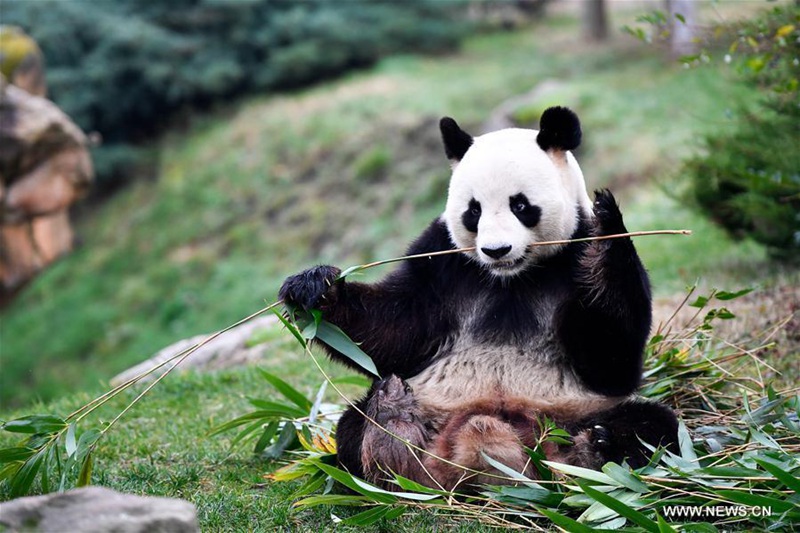 Erstes Panda-Baby ?Yuan Meng“  in Frankreich geboren