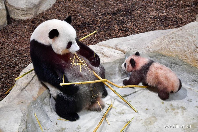 Erstes Panda-Baby ?Yuan Meng“  in Frankreich geboren
