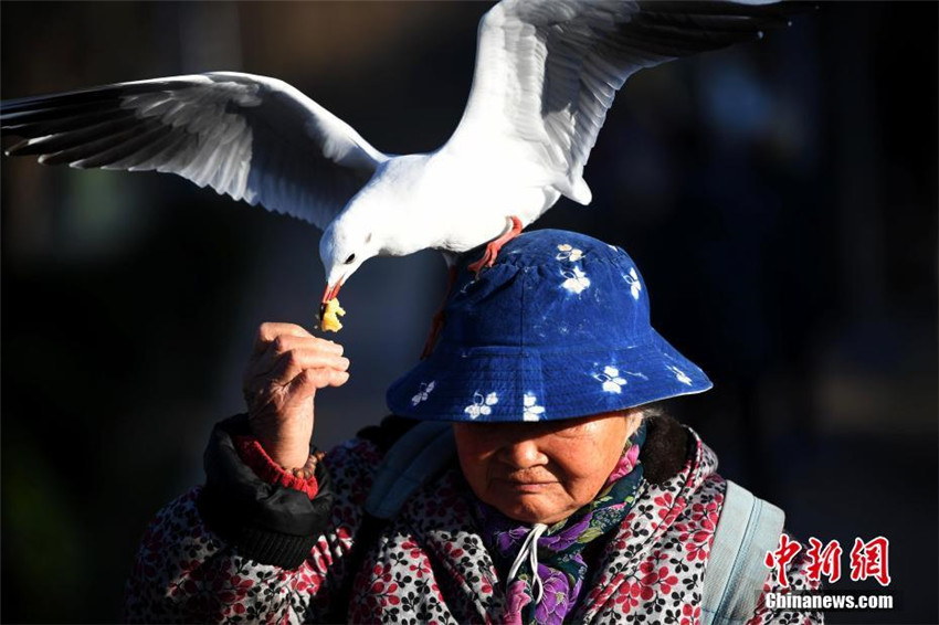 Kunming: 88-J?hrige füttert seit 30 Jahren M?wen mit Selbstgemachtem