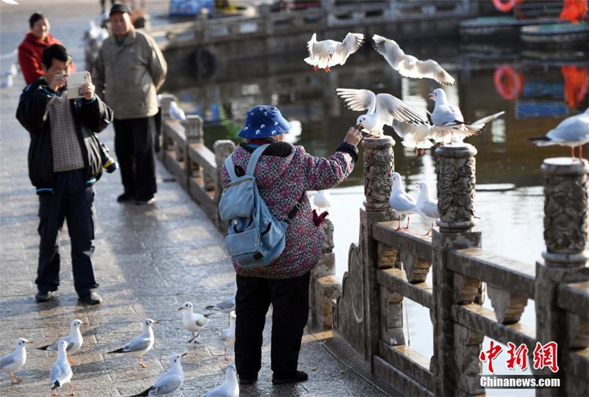 Kunming: 88-J?hrige füttert seit 30 Jahren M?wen mit Selbstgemachtem