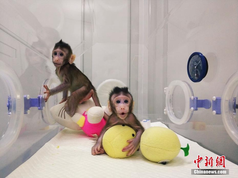 Chinesische Wissenschaftler klonen erfolgreich einen Affen