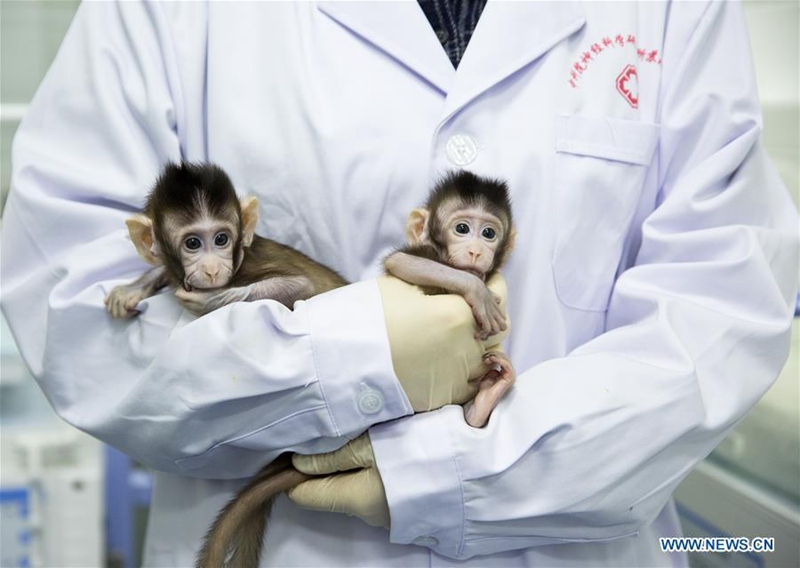 Chinesische Wissenschaftler klonen erfolgreich einen Affen