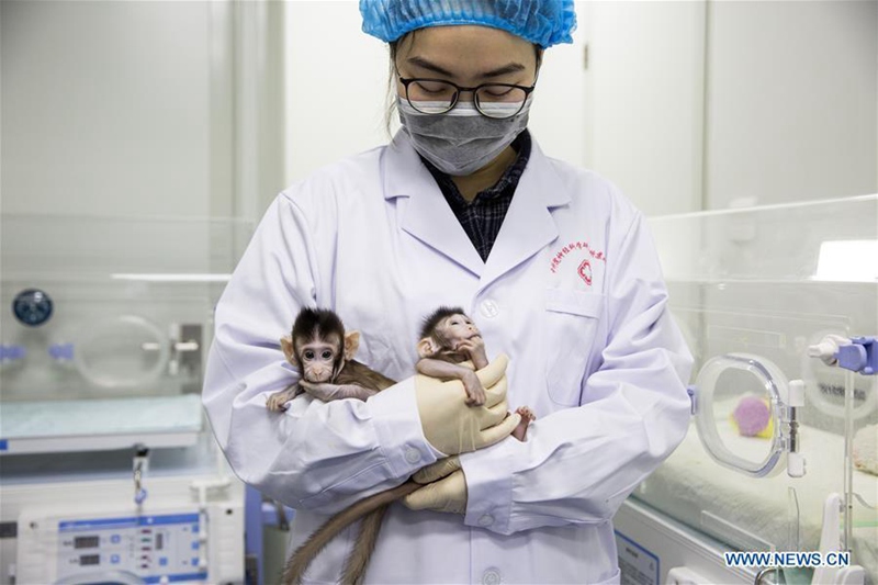 Chinesische Wissenschaftler klonen erfolgreich einen Affen