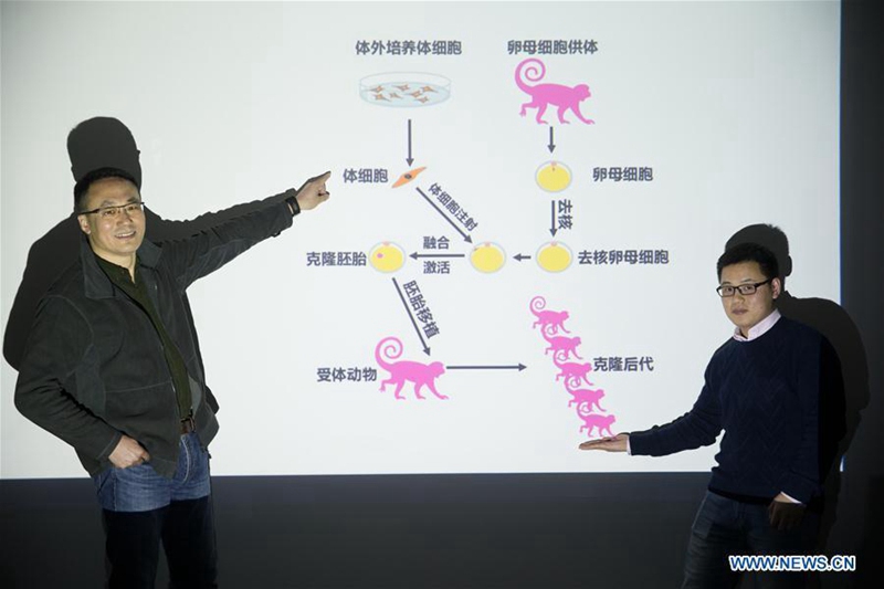 Chinesische Wissenschaftler klonen erfolgreich einen Affen