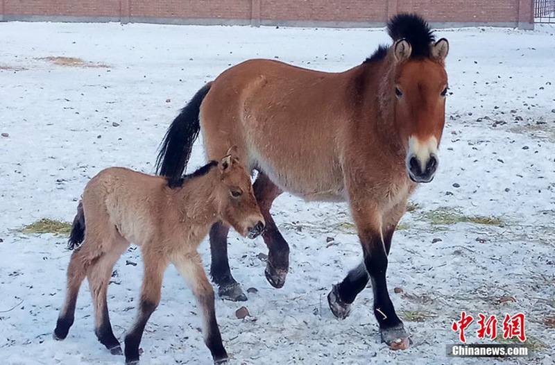 Pferdezentrum schützt im Winter geborenes Fohlen