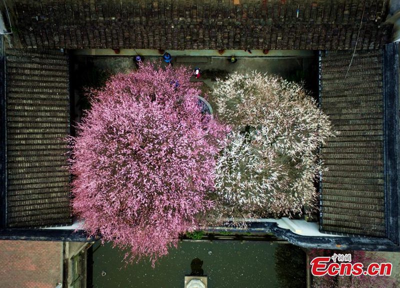 Pflaumenblüten im Linyang-Tempel