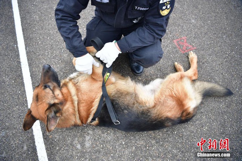 Diensthunde sollen für Sicherheit im Bahnhof sorgen 