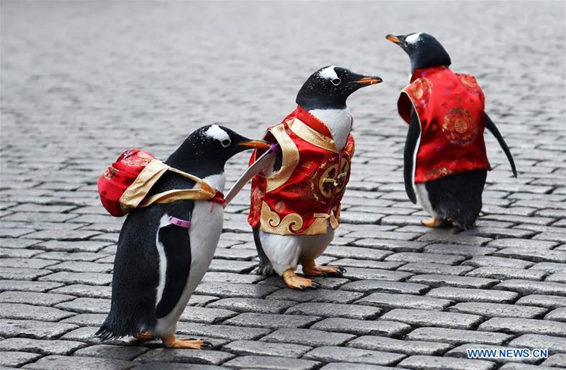 Pinguine in Tang-Anzug in Harbin