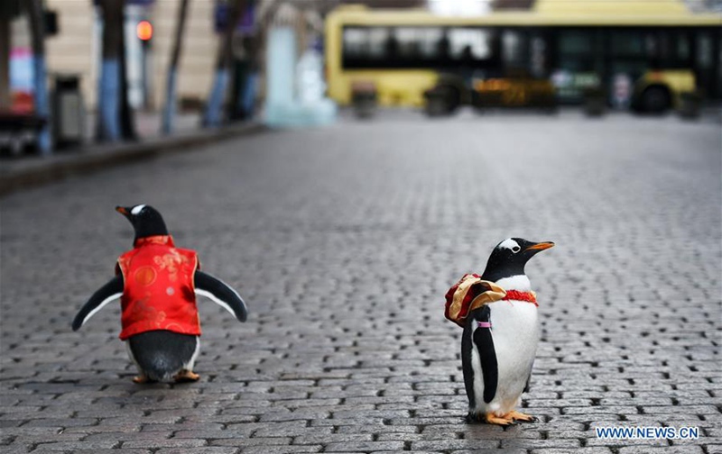Pinguine in Tang-Anzug in Harbin