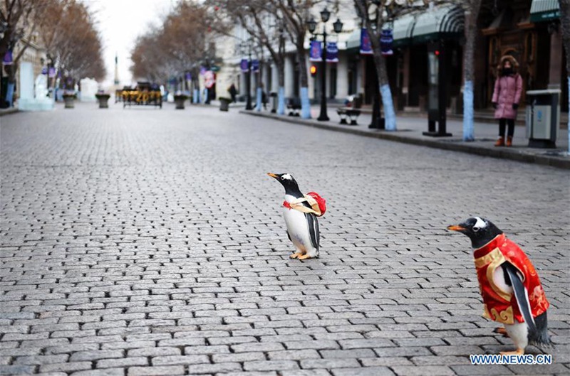 Pinguine in Tang-Anzug in Harbin