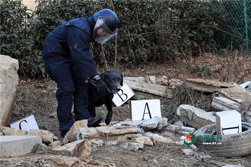 Polizeihunde：Helfer in der Not