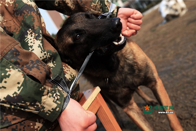 Polizeihunde：Helfer in der Not