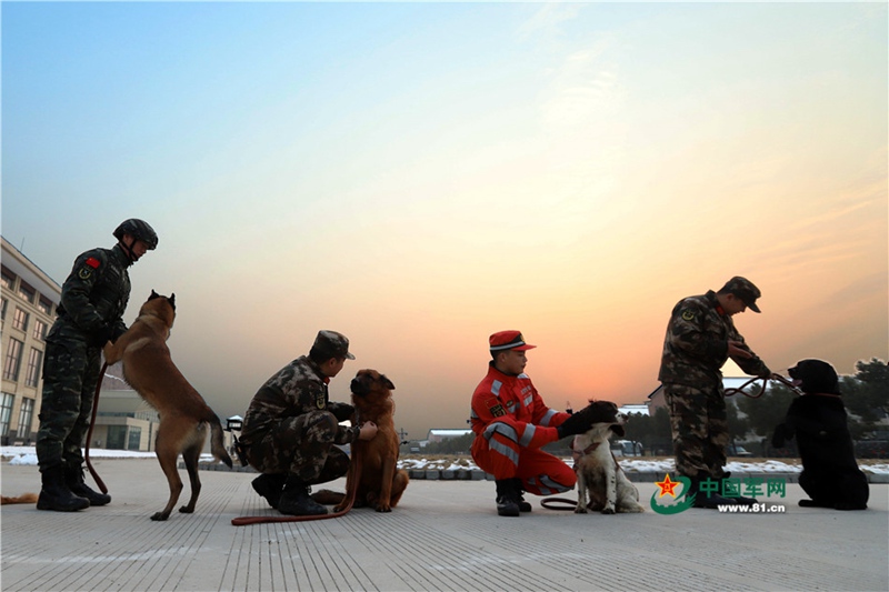 Polizeihunde：Helfer in der Not