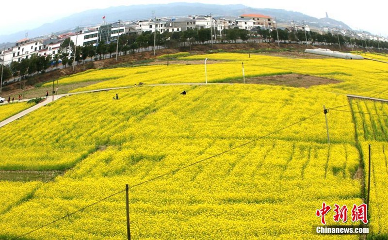 Frühlingsblumen in voller Blüte