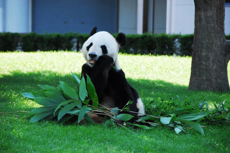 Panda Eimei erh?lt h?chste Tierauszeichnung in Japan
