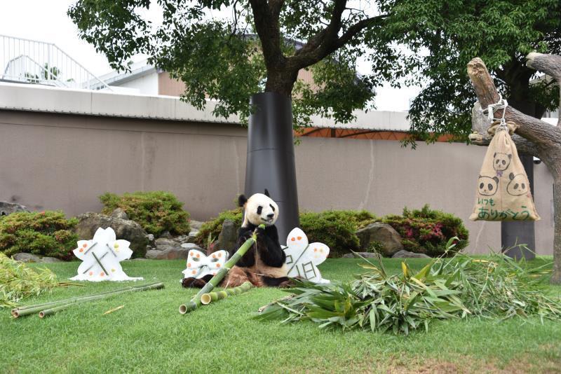 Panda Eimei erh?lt h?chste Tierauszeichnung in Japan