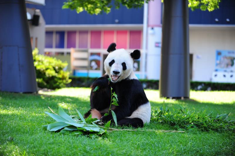 Panda Eimei erh?lt h?chste Tierauszeichnung in Japan