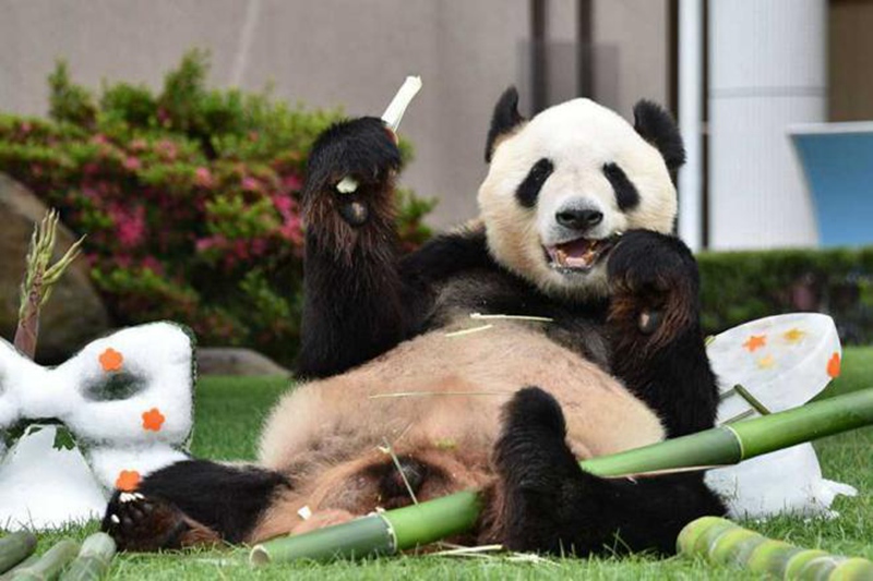 Panda Eimei erh?lt h?chste Tierauszeichnung in Japan