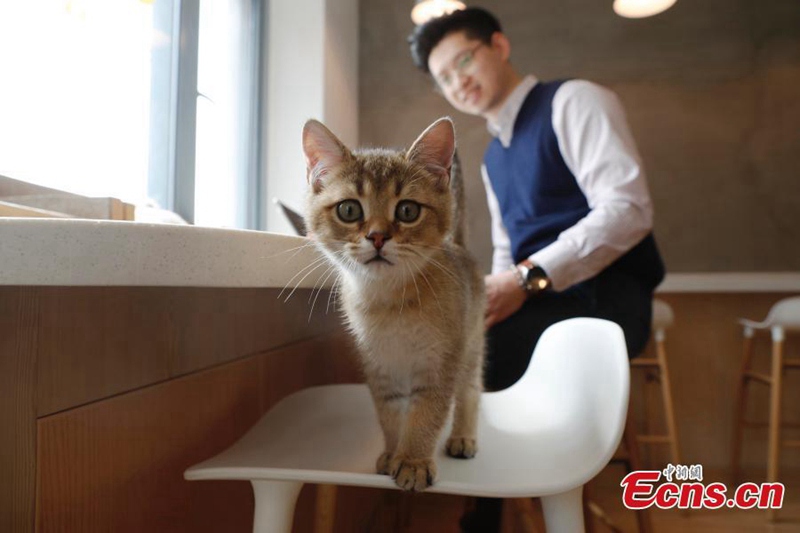 Katzen-Café entspannt die Kunden 