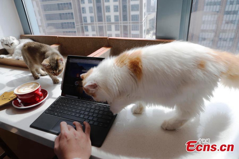 Katzen-Café entspannt die Kunden 