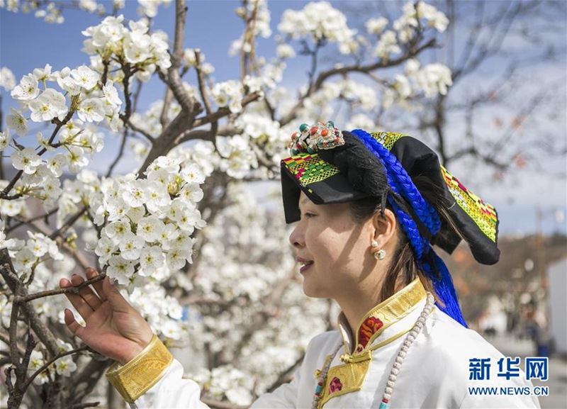 Sch?ne Birnenblüten in Sichuan