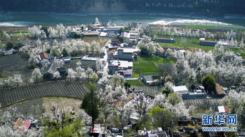 Sch?ne Birnenblüten in Sichuan