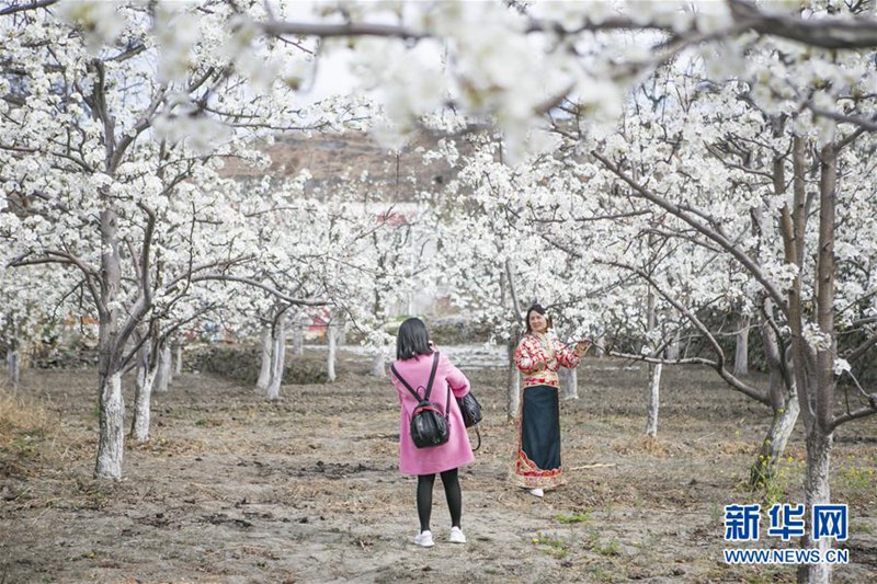 Sch?ne Birnenblüten in Sichuan
