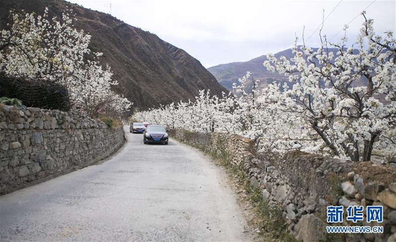 Sch?ne Birnenblüten in Sichuan