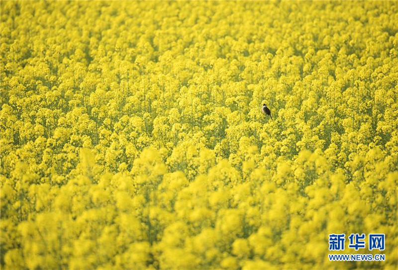 Sch?ne Frühlingslandschaft in China