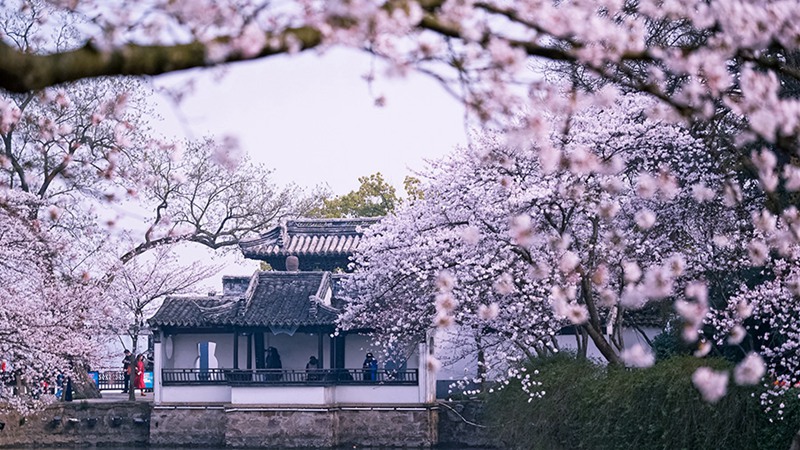 Sch?ne Kirschblüten in Wuxi