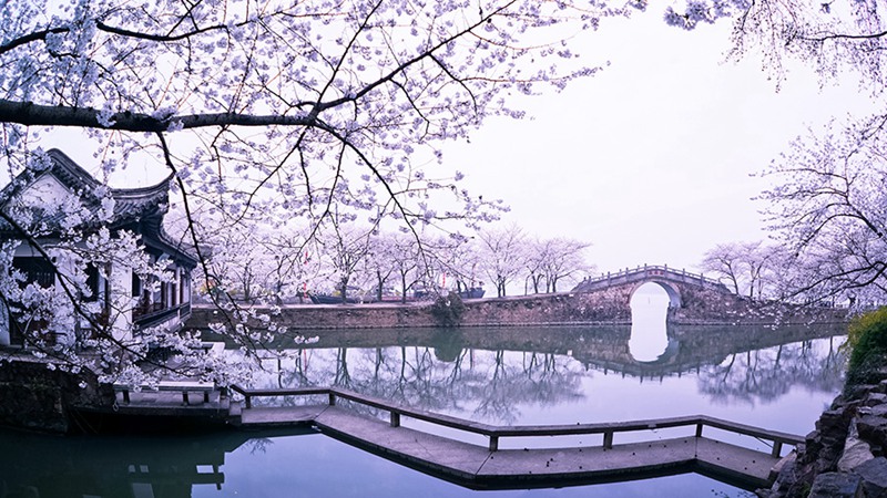 Sch?ne Kirschblüten in Wuxi