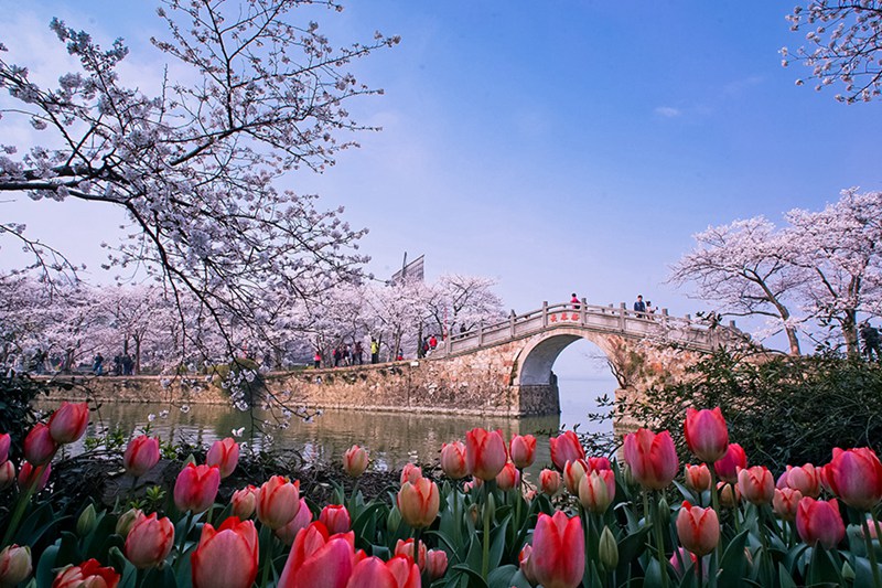 Sch?ne Kirschblüten in Wuxi