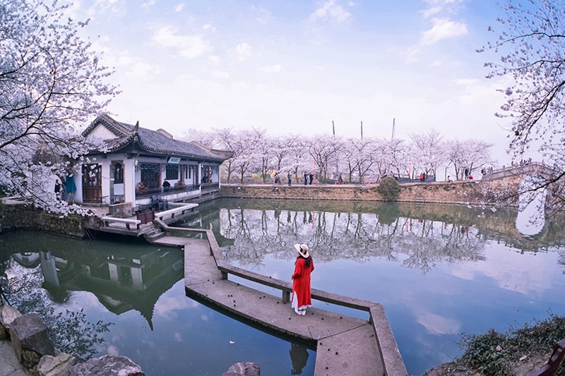 Sch?ne Kirschblüten in Wuxi