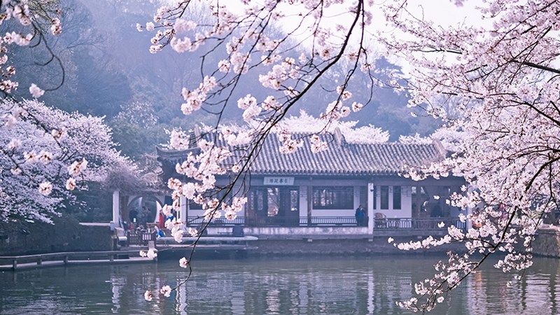 Sch?ne Kirschblüten in Wuxi