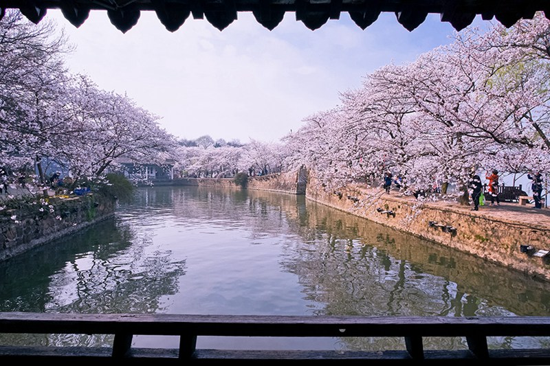 Sch?ne Kirschblüten in Wuxi
