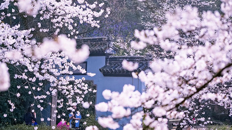 Sch?ne Kirschblüten in Wuxi