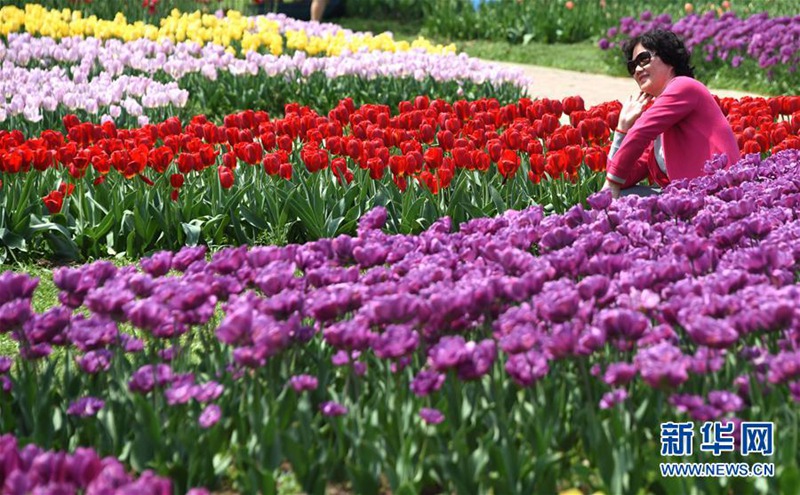 Tulpen-Kunstwerke in Wuhan