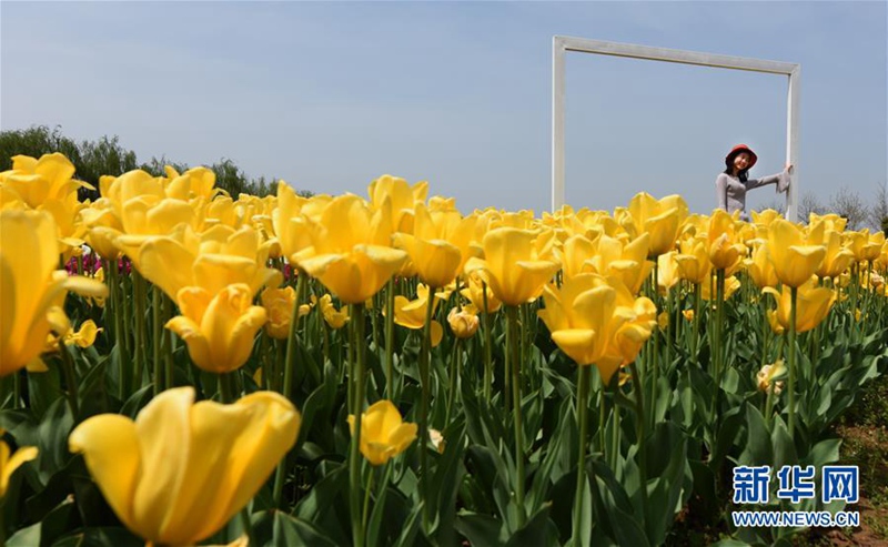 Tulpen-Kunstwerke in Wuhan