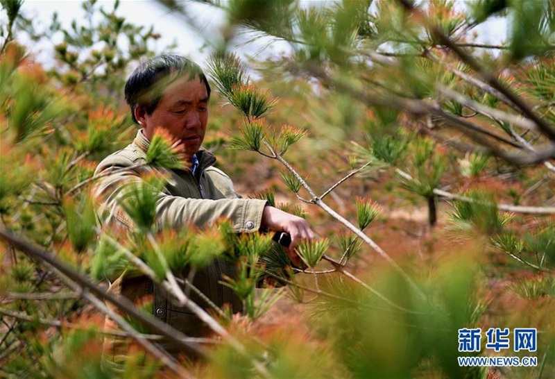 Aufforstung und grüne Entwicklung in Langfang, Hebei