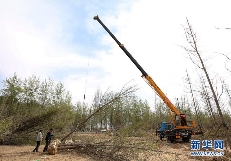 Aufforstung und grüne Entwicklung in Langfang, Hebei