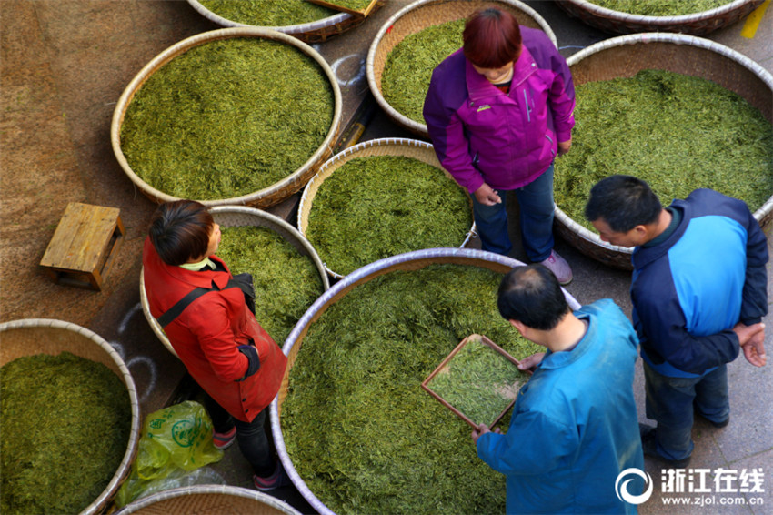 Teekultur in Zhejiang