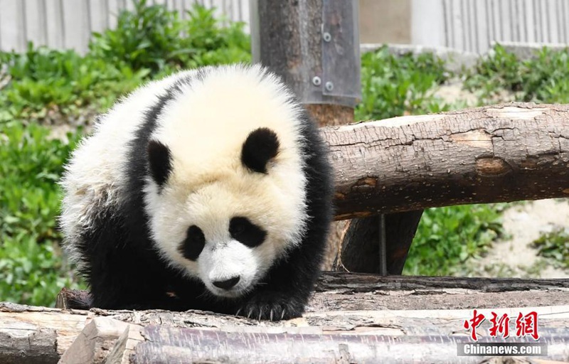 Niedliche Panda genie?en die Sonne