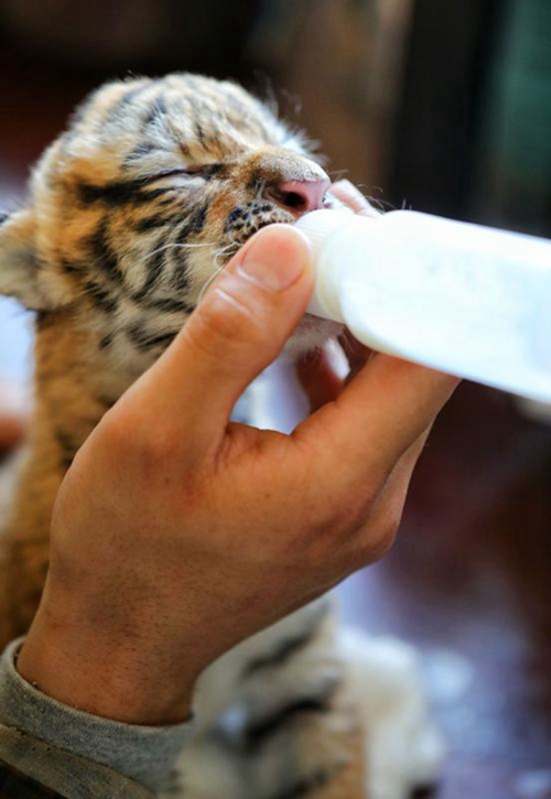 Tierpfleger kümmert sich um neugeborene Tigerjungen