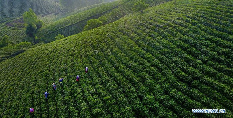 Teeplantagen bieten Arbeitspl?tze für arme Haushalte in Henan