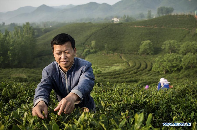 Teeplantagen bieten Arbeitspl?tze für arme Haushalte in Henan